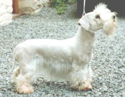 TERRIER CEH DIN BOEMIA